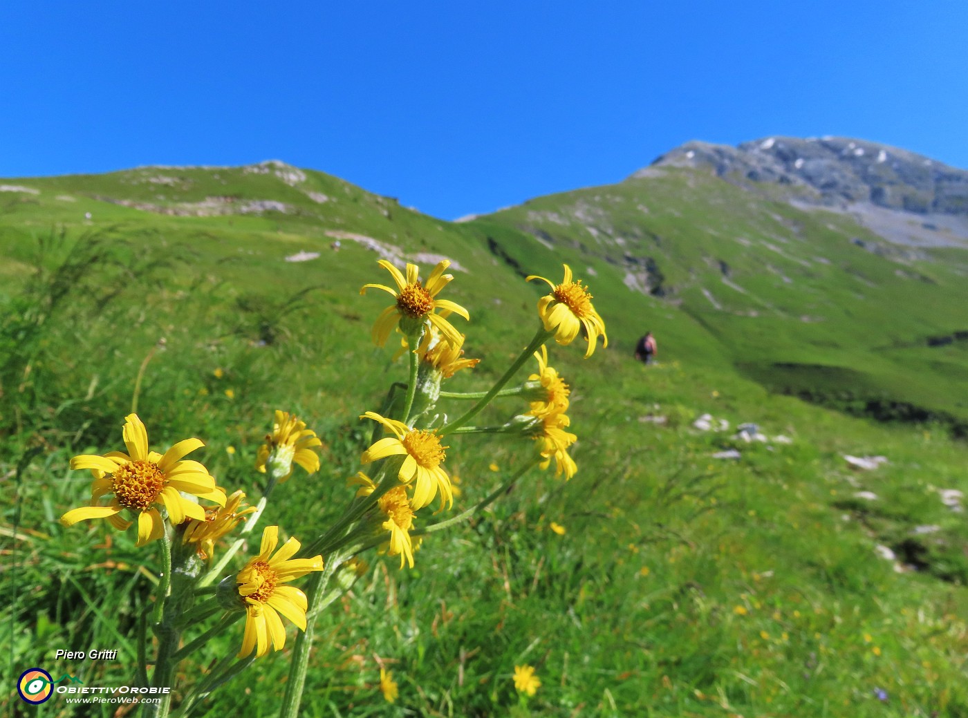 14 Tephroseris longifolia  (Senecione di Gaudin) con vista in Cima Arera.JPG